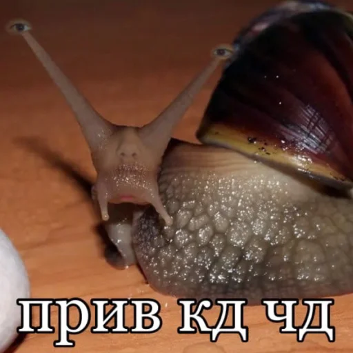 animal invertebrate snail