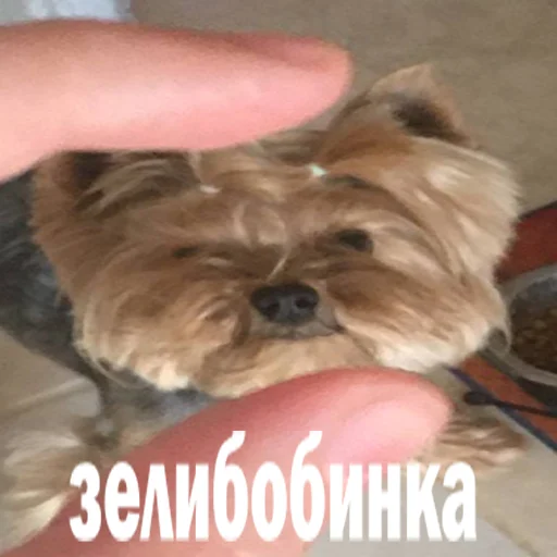 Стикер marsik - 10