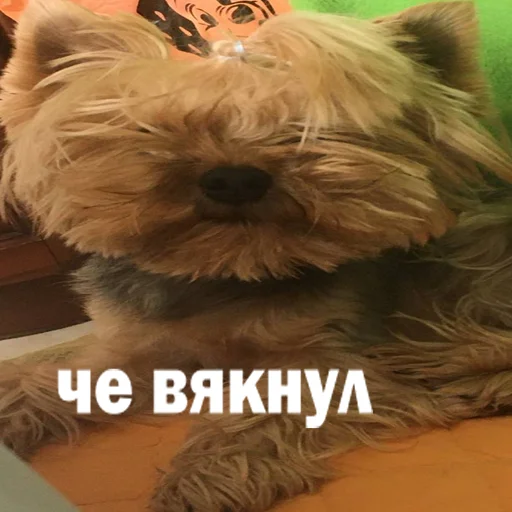 Стикер marsik - 9