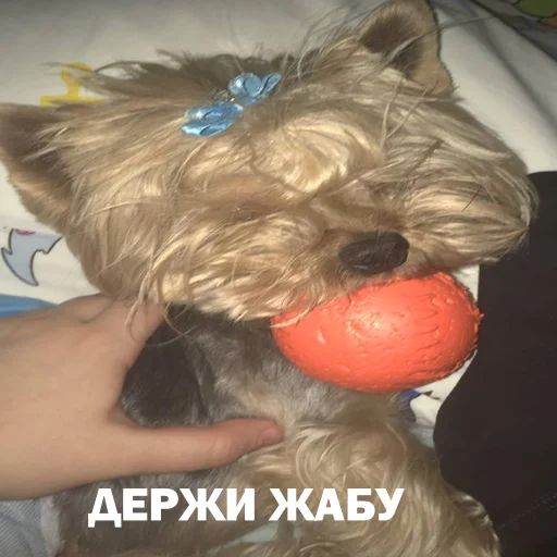 Стикер marsik - 2