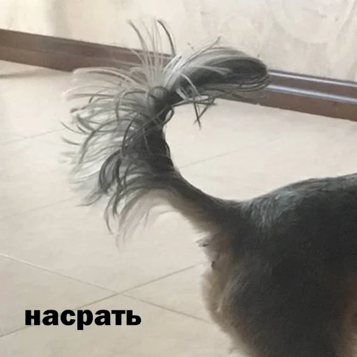 Стикер marsik - 0