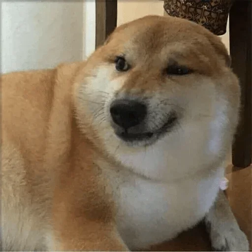 млекопитающее животное домашнее животное