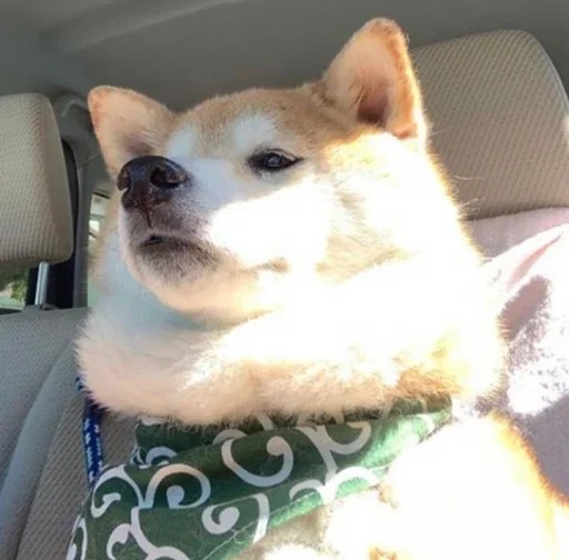 домашнее животное собака автомобиль