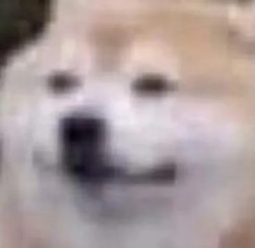 собака животное млекопитающее