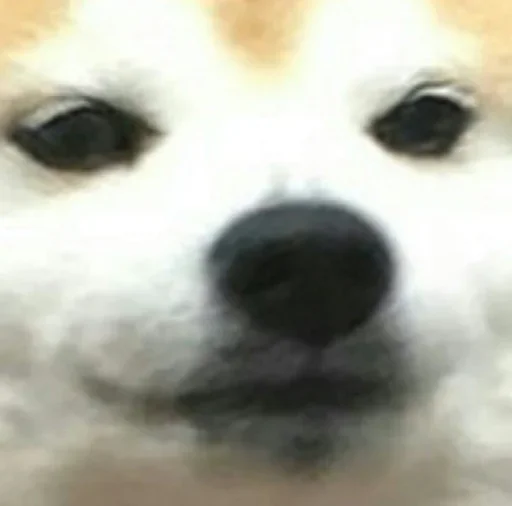 млекопитающее животное собака