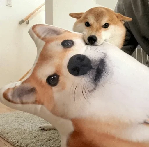 млекопитающее животное собака