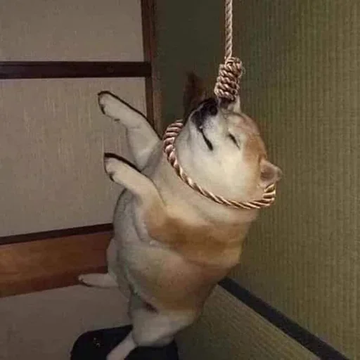 комнатный животное собака