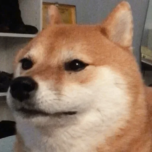 животное млекопитающее домашнее животное