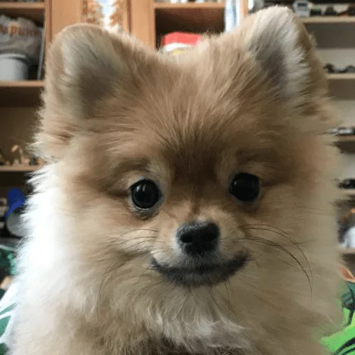 Sticker MariaLuna - 1