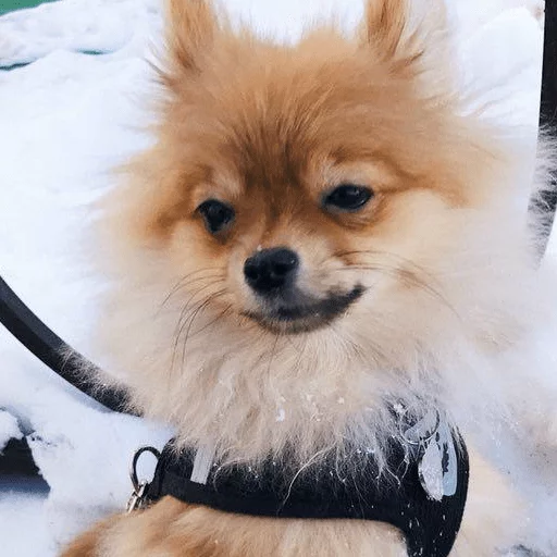 Sticker MariaLuna - 1