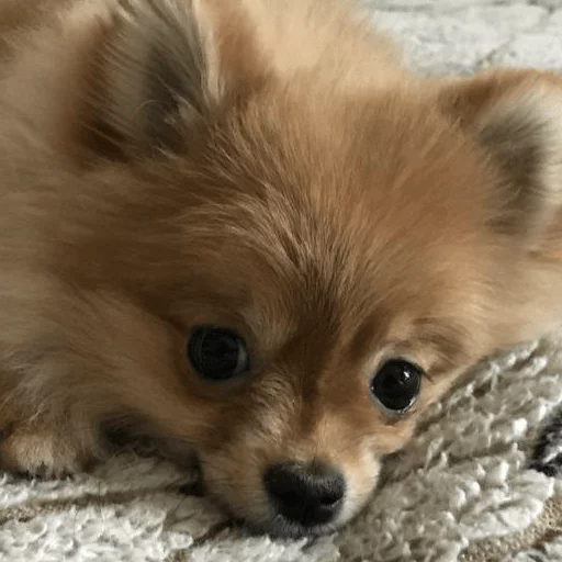 Sticker MariaLuna - 1