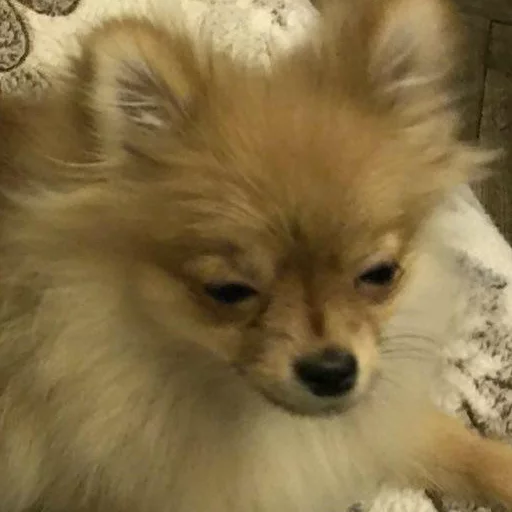 Sticker MariaLuna - 1