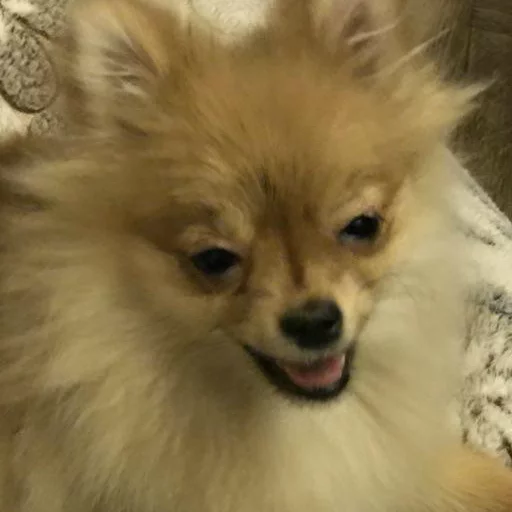 Sticker MariaLuna - 1