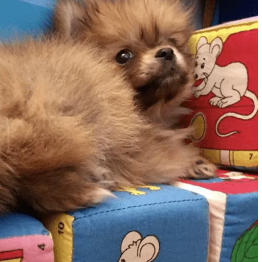 Sticker MariaLuna - 1