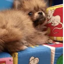 Стикер Luna - 1