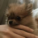 Стикер Luna - 11