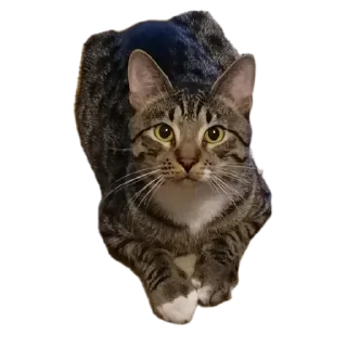 Sticker Markiz3 - 11