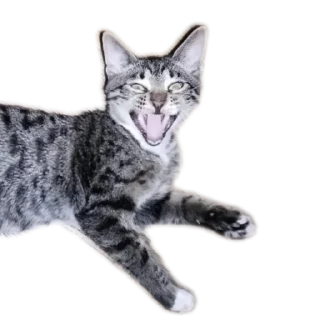 Sticker МаркиzZzzZ2 - 2