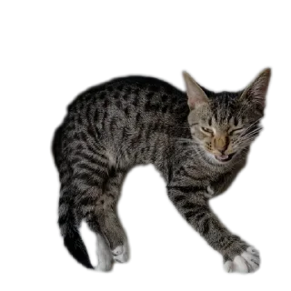 Sticker МаркиzZzzZ2 - 1