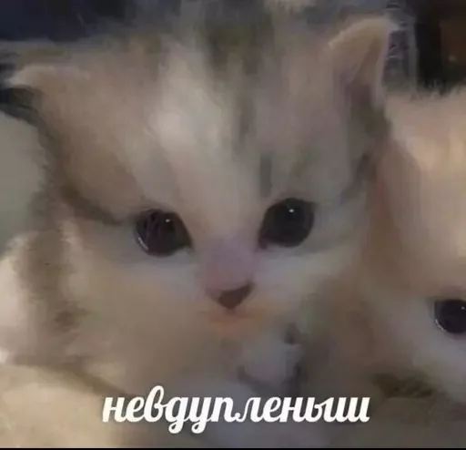 Sticker Marmeladze49 - 1