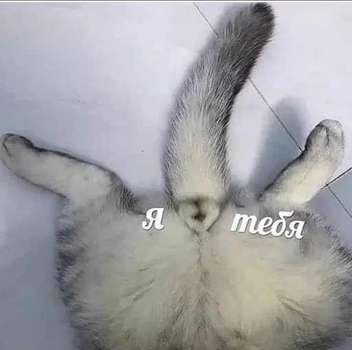 Sticker Marmeladze49 - 1