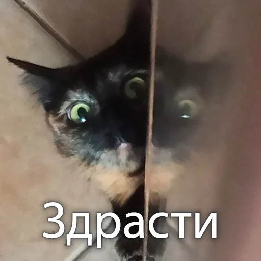 Кошки - 