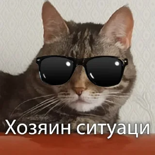 Стикер Кошки - 4