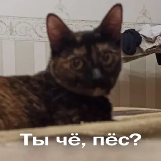 Стикер Кошки - 11