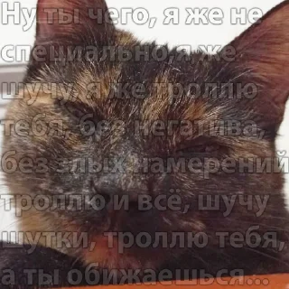 Стикер Кошки - 0