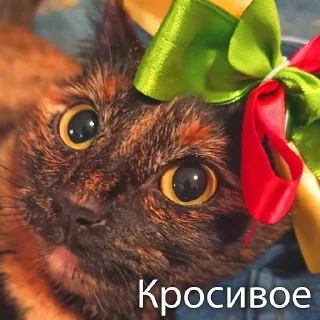 Стикер Кошки - 7