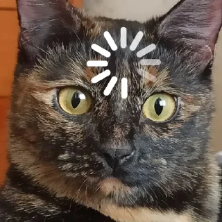 Стикер Кошки - 6