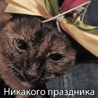 Стикер Кошки - 8