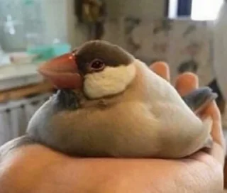 Sticker ماري @Cinnamon0 - 5