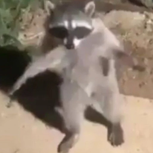 животное млекопитающее procyonidae