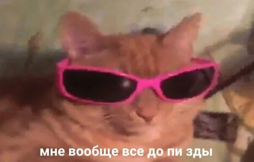 аксессуар кошка очки