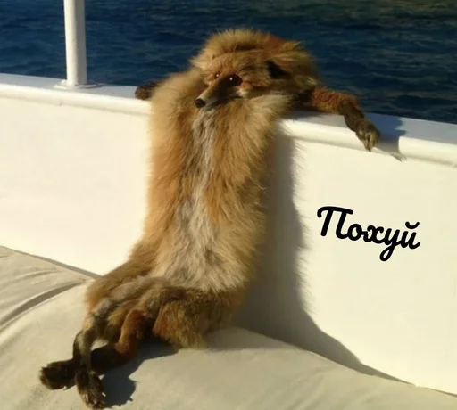 мех животное млекопитающее