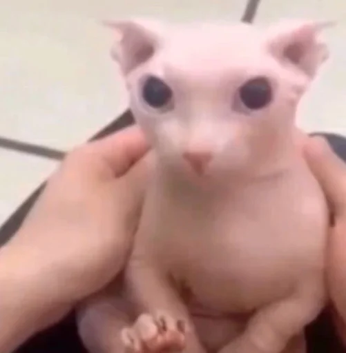 млекопитающее животное кошка