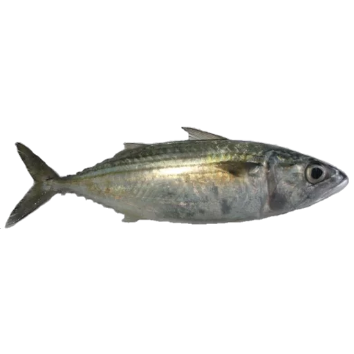 animal fish fish products