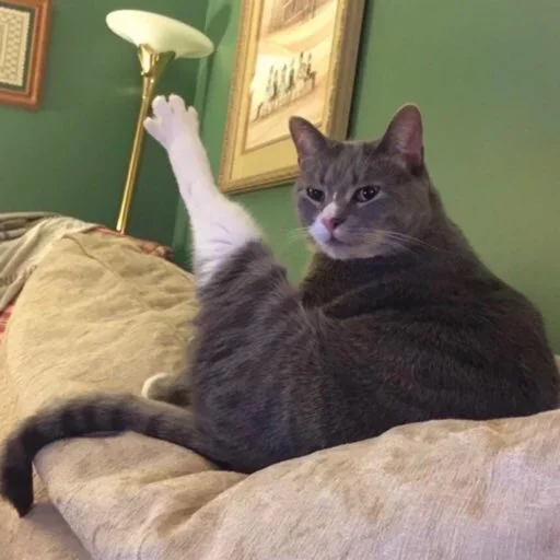 комнатный кошки малого и среднего размера кошачьи