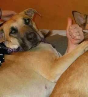 Sticker Мавритория - 5