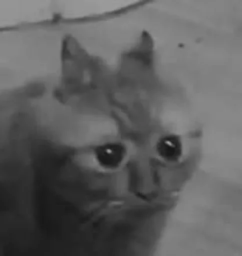 животное млекопитающее кошка