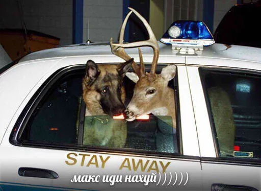 text animal deer