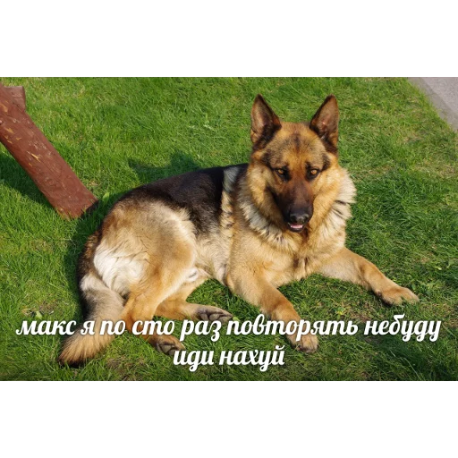 млекопитающее животное собака