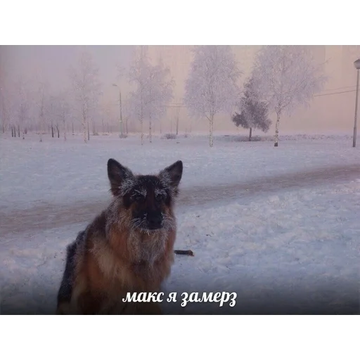 animal outdoor mammal