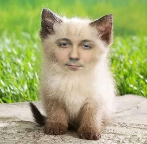 animal mammal cat