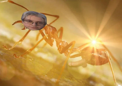 животное насекомое человеческое лицо