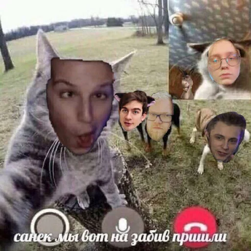 СМС млекопитающее животное