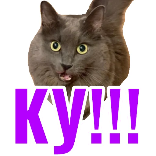 domestic cat small to medium-sized cats animal