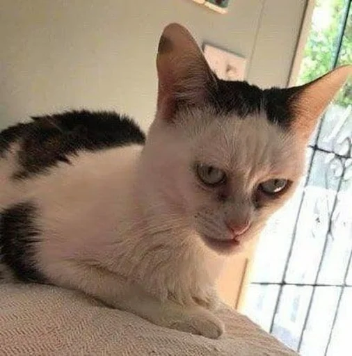 домашняя кошка млекопитающее животное