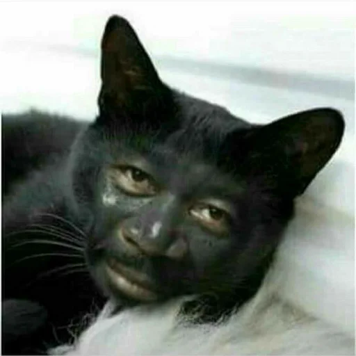 млекопитающее животное домашняя кошка